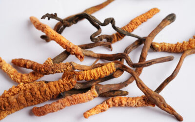 Hongos Cordyceps – Beneficios para tu Salud